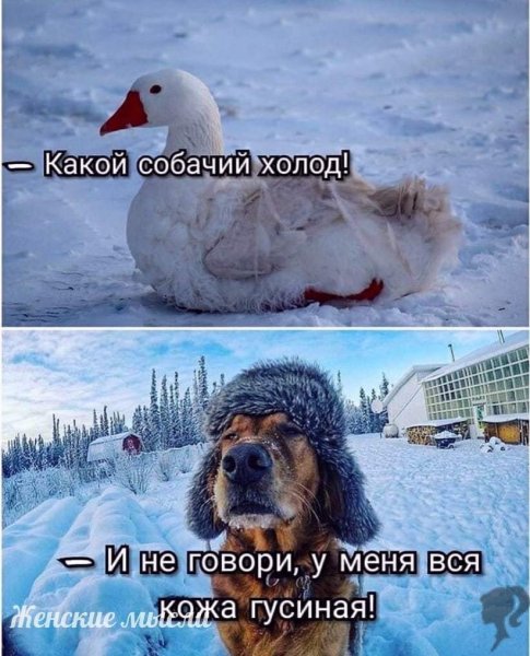 Доброе морозное утро юмор