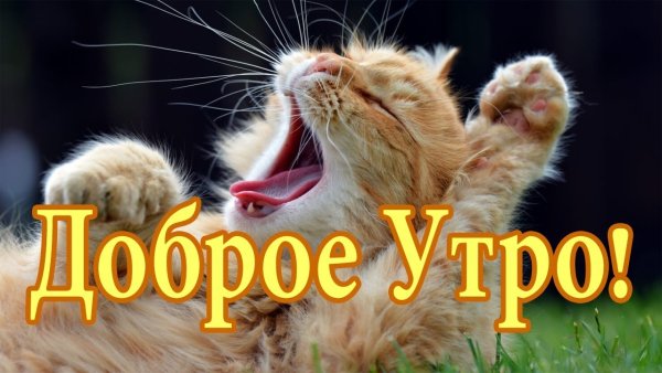 Веселое утро