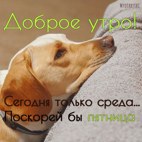 Доброе утро собаки