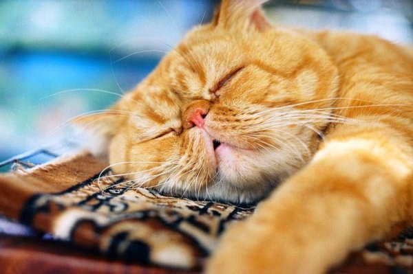 Спокойной ночи котики