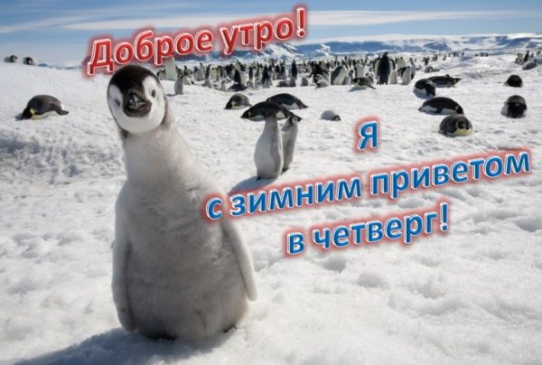 Хорошего дня Пингвин