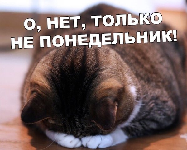С добрым утром понедельника с котами