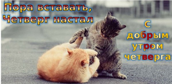 Картинки с добрым утром прикольные