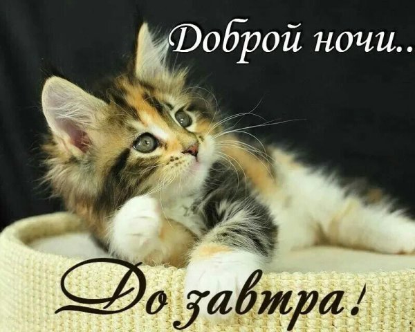 Котенок. Спокойной ночи!