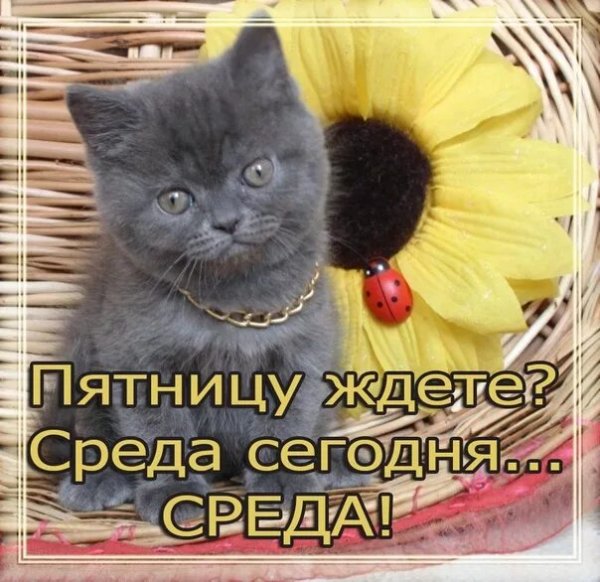 Открытки с добрым утром среды