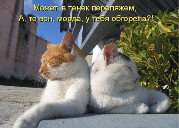 Смешные кошки с надписями