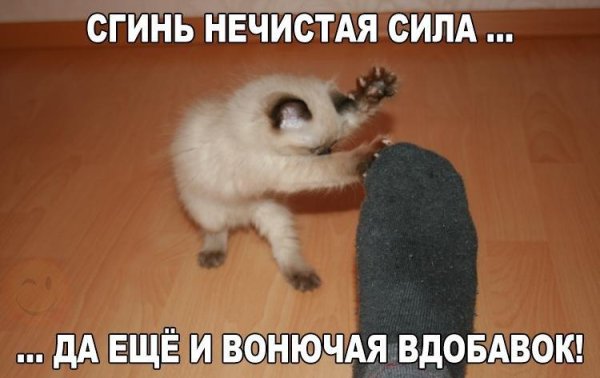 Анекдоты с животными до слез