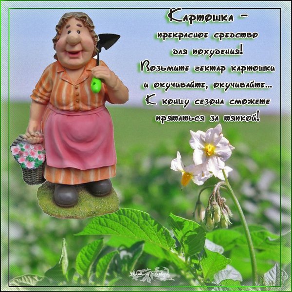 Поздравление с днем дачника и огородника