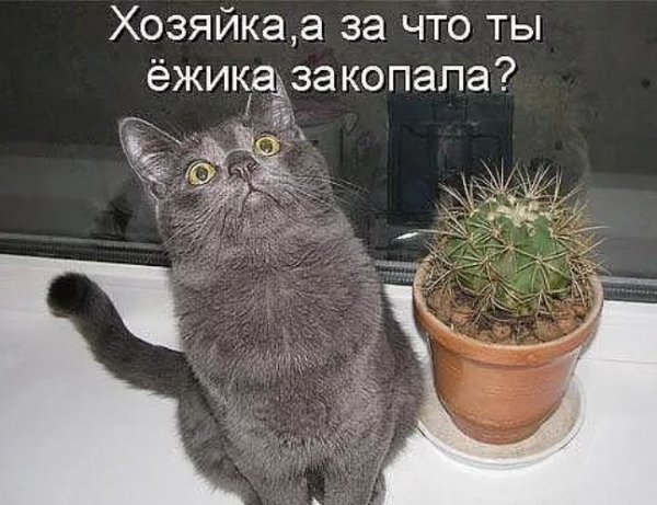 Приколы с котами с надписями
