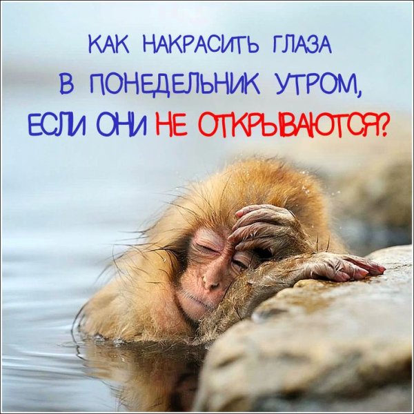 Понедельник высказывания прикольные