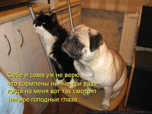 Приколы картинки с надписями
