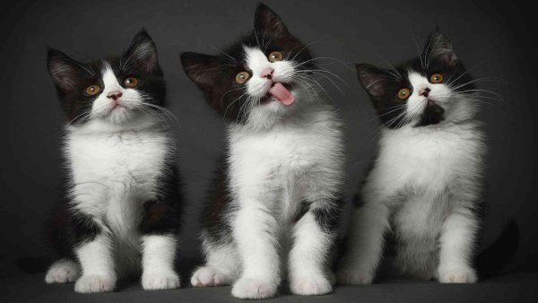 3 кота