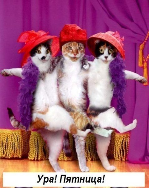 Кошки веселятся