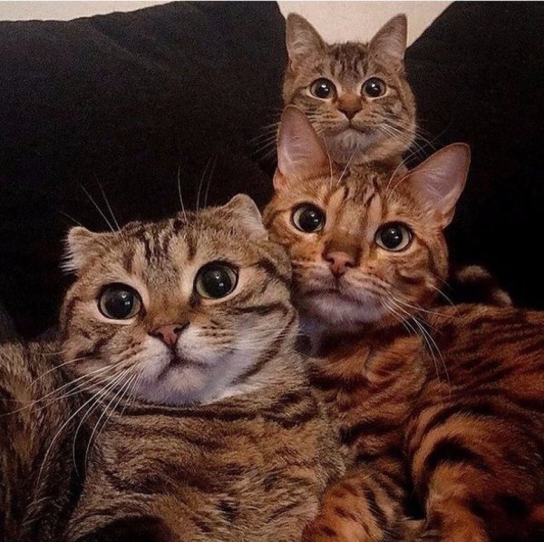 Три кошки