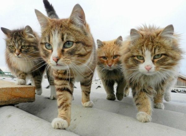 Веселые кошки