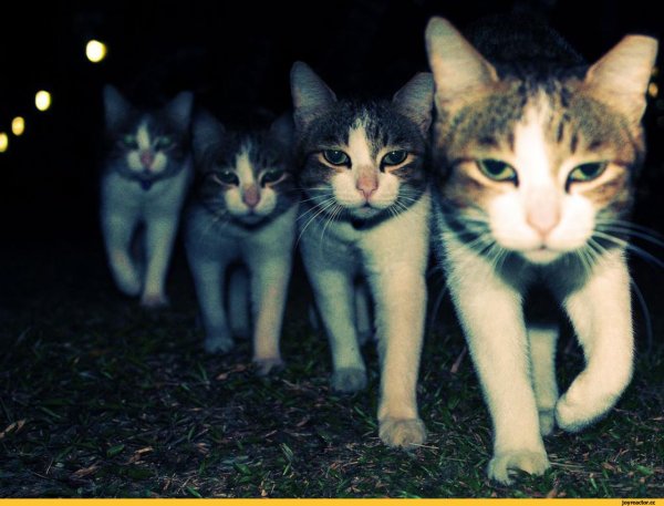 Смешные кошки