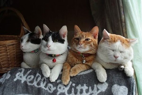 Четыре кота
