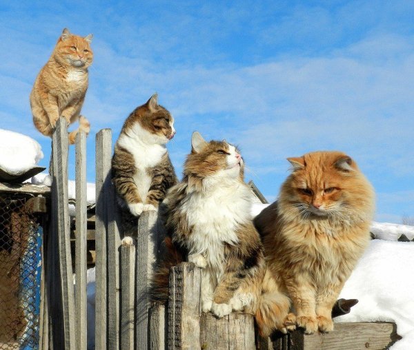 Весна с котами