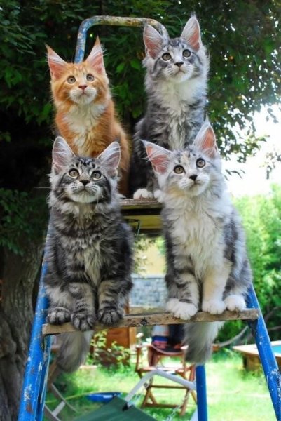 4 Котенка смешные
