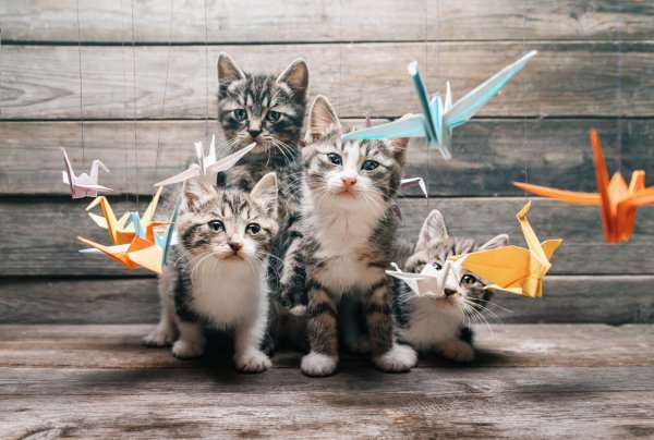 Котята на рабочий стол