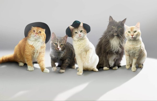 Разные кошки