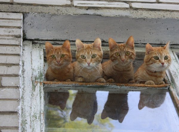 Мартовский кот