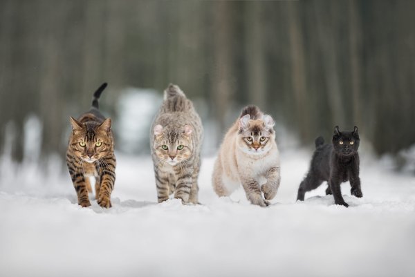Три кошки