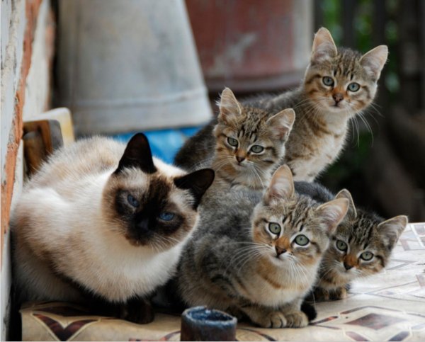 Много кошек