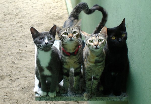 Четыре кошки