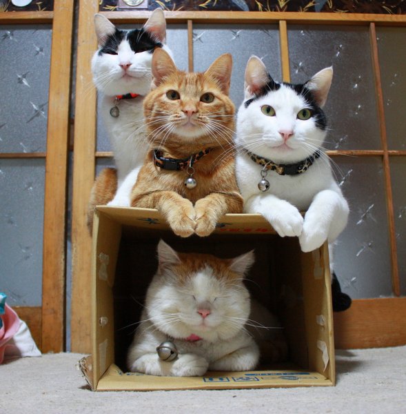 Четыре смешных кота