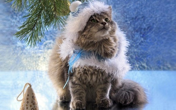 Котики в зимних нарядах