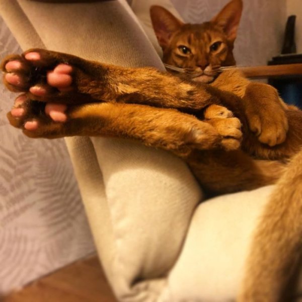 Кошка Абе Абиссинская