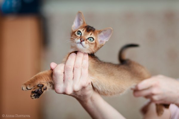 Абиссинская кошка котёнок