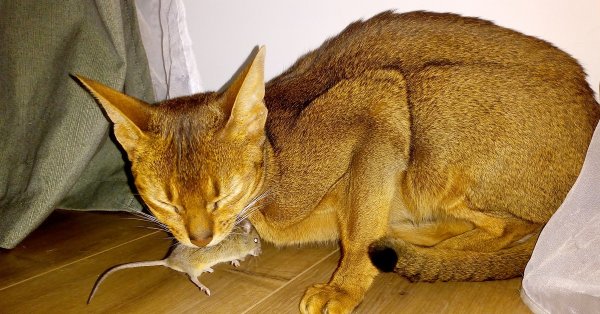 Кот Абиссин