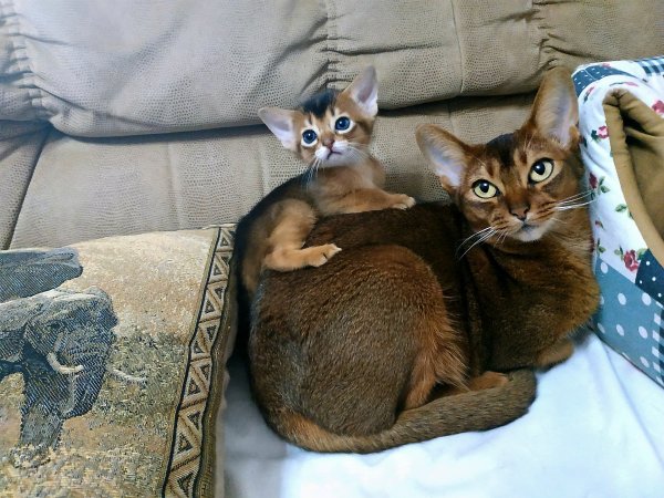 Котята Абиссинской породы