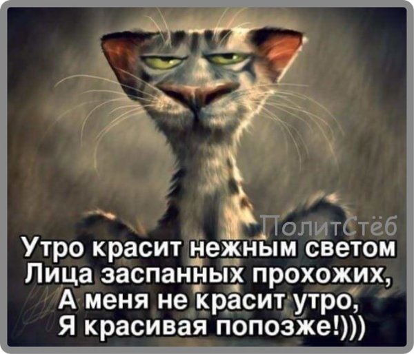 Смешные цитаты с добрым утром