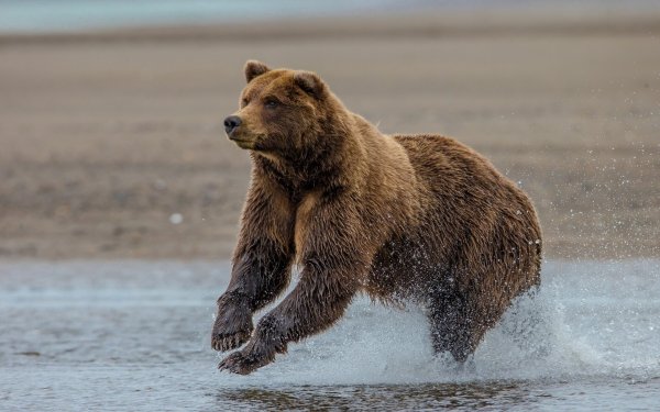 Бегущий медведь