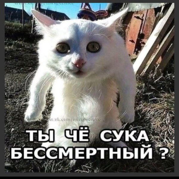 Ты че Бессмертный