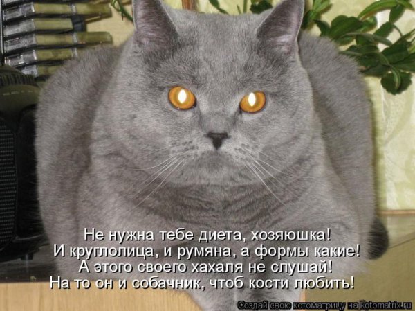 Без кота и жизнь не та