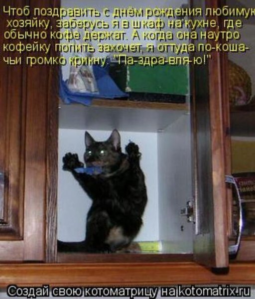 Смешные коты с надписями