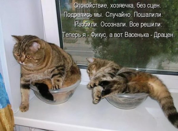 Анекдоты про кошек в картинках