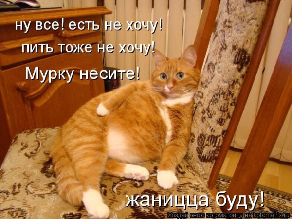 Коты с надписями