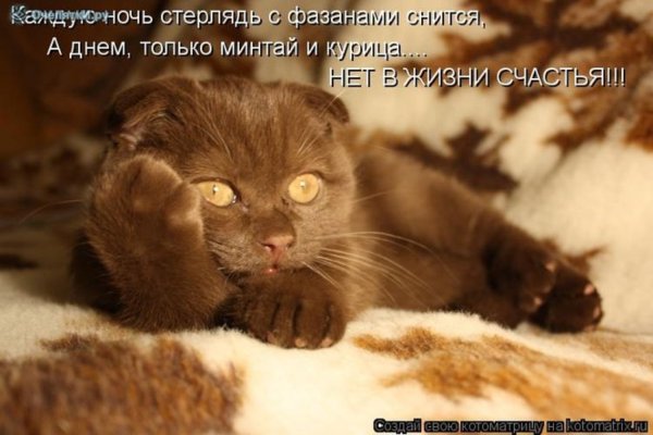 Коты со словами