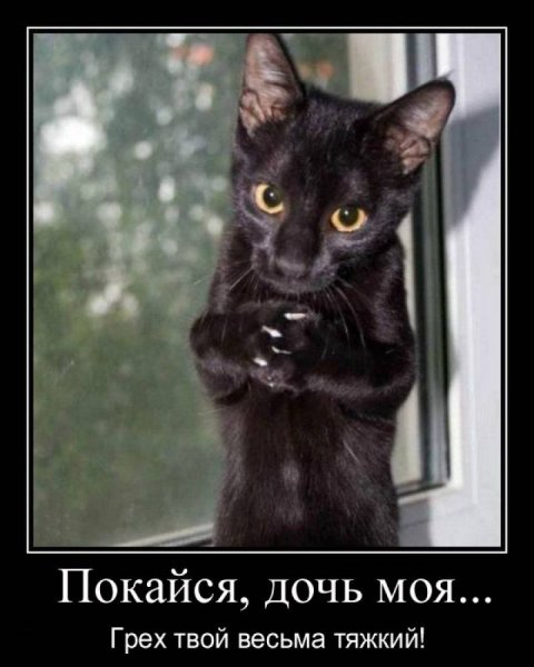 Демотиваторы с котами смешные