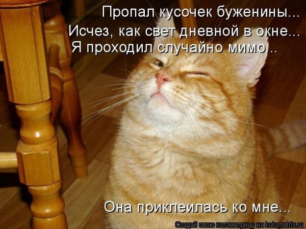 Наглая рыжая морда