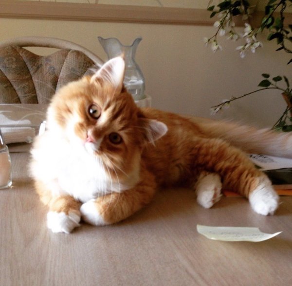 Котята для настроения