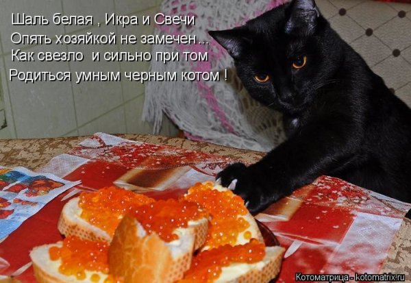 Смешные котики с надписями