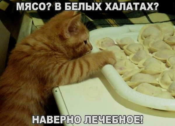 Приколы про кошек