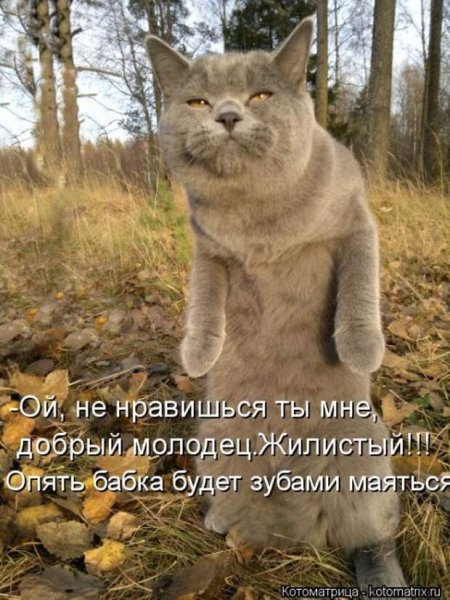 Котоматрица кот