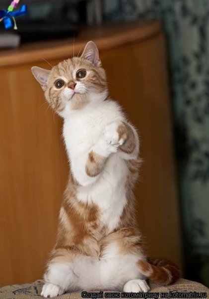 Смешная Котоматрица